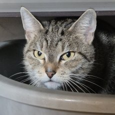 Dimitra, poes, 4 jaar