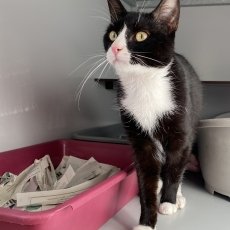 Dirks en Bingos, kater, 11 maanden