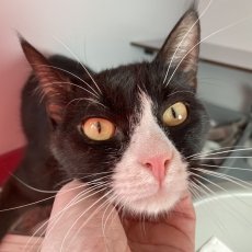 Dirks en Bingos, kater, 11 maanden