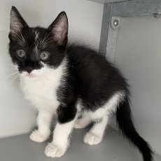 4 kitten broertjes, kater, 10 wkn