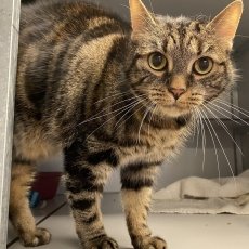 Djanga, poes, 11 jaar