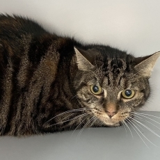 Djanga, poes, 11 jaar