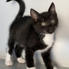 4 kitten broertjes, kater, 10 wkn