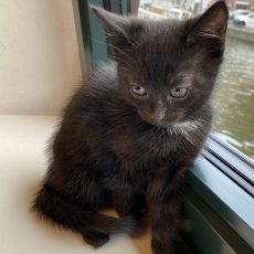 4 kitten broertjes, kater, 10 wkn