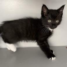 4 kitten broertjes, kater, 10 wkn