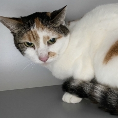Dot en Dollie, poes, 12 jaar
