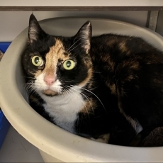 Dola, poes, 10,5 jaar