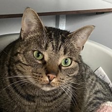 Driesel, kater, 3 jaar