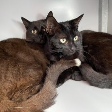 Droppies en Chippies, kater, 10 maanden