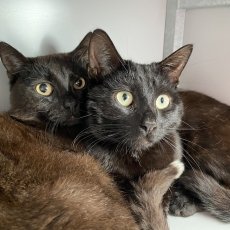 Droppies en Chippies, kater, 10 maanden