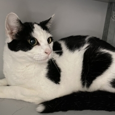 Ela, poes, 1 jaar