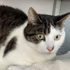 Estee, poes, 4 jaar