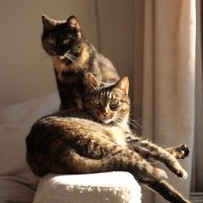 Feline en Toshi, poes, 8 jaar