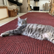 Fiedel en Fyvel, katers