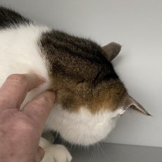Figo, kater, 5 jaar