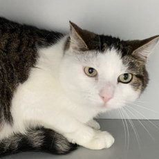 Figo, kater, 5 jaar