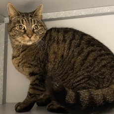 Tieme en Floor, poes, 10-11 jaar