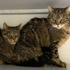 Tieme en Floor, poes, 10-11 jaar