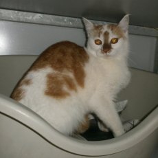 Free, poes,