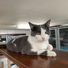 Fiedel en Fyvel, katers,