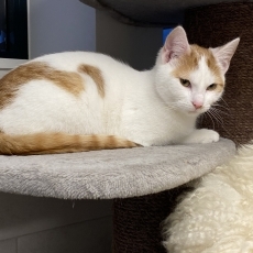 Geert en Gaby, poes & kater, 