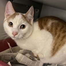 Geert en Gaby, poes & kater