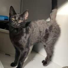 Griffin en Gemma, poes & kater, 4 maanden