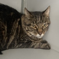 Gigi, poes, ong 8 jaar