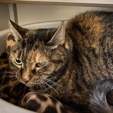 Grannys, poes, 15,5 jaar