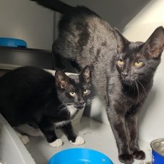 Griffin en Gemma, poes & kater, 4 maanden