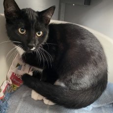 Griffin en Gemma, poes & kater, 4 maanden