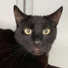 Guido, kater, 5 jaar