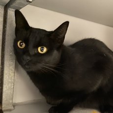 Sami en Guusy, poes & kater, 7 en 3,5 jaar