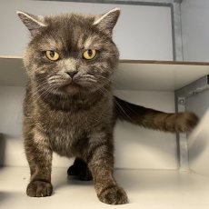 Harpo, kater, 5 jaar