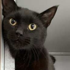 Henk, kater, 3,5 jaar