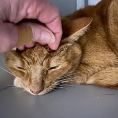 Hondo, kater, 2 jaar