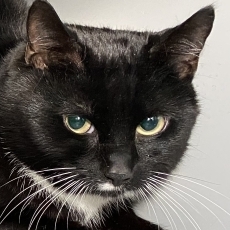 Iceys, kater, 2-3 jaar