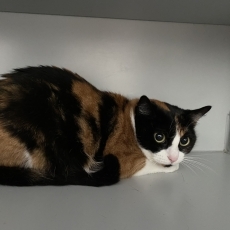 Inci, poes, 1 jaar
