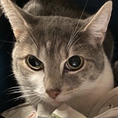 Isfo, kater, 1,5 jaar