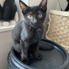 gezellige sociale  kittens, poes, 10-11 weken