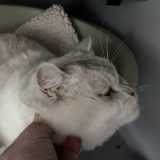 Jaapie, kater, 11 maanden