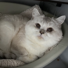 Jaapie, kater, 11 maanden