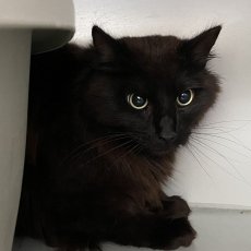 Jacko, kater, ong 1,5 jaar