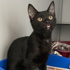 Jair en Jaira, poes & kater, 4,5 maanden