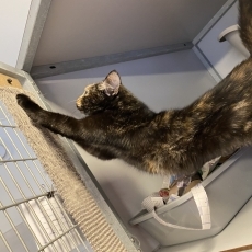 Jani, poes, 1 jaar