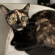 Jinka en Jani, poes, 1 jaar