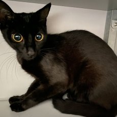 Jinka en Jani, poes, 1 jaar