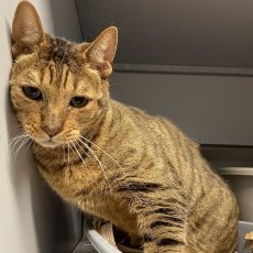 Jinkx, kater, 6,5 jaar