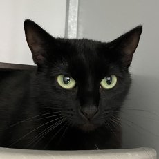 Jona, poes, 2 jaar