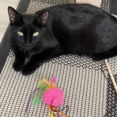 Jona, poes, 2 jaar